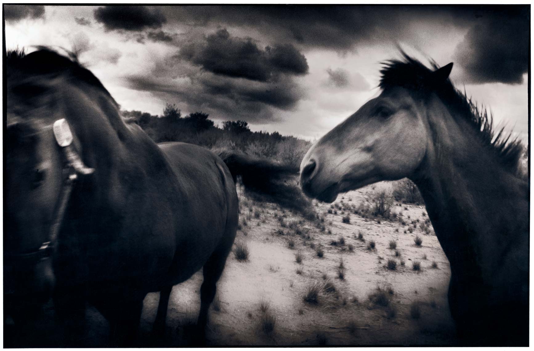 019-Horses